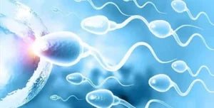 Improves Sperm Quality & Quantity